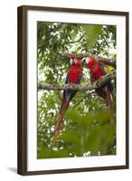 Scarlet Macaw (Ara Macao) Wild, Chiapas State, Mexico-Michel Benoy Westmorland-Framed Photographic Print