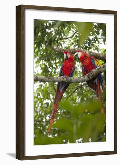 Scarlet Macaw (Ara Macao) Wild, Chiapas State, Mexico-Michel Benoy Westmorland-Framed Photographic Print