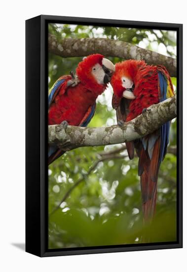 Scarlet Macaw (Ara Macao) Wild, Chiapas State, Mexico-Michel Benoy Westmorland-Framed Stretched Canvas