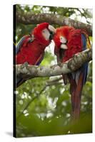 Scarlet Macaw (Ara Macao) Wild, Chiapas State, Mexico-Michel Benoy Westmorland-Stretched Canvas