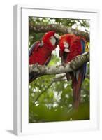 Scarlet Macaw (Ara Macao) Wild, Chiapas State, Mexico-Michel Benoy Westmorland-Framed Photographic Print