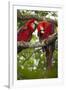 Scarlet Macaw (Ara Macao) Wild, Chiapas State, Mexico-Michel Benoy Westmorland-Framed Photographic Print
