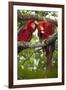 Scarlet Macaw (Ara Macao) Wild, Chiapas State, Mexico-Michel Benoy Westmorland-Framed Photographic Print