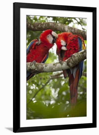 Scarlet Macaw (Ara Macao) Wild, Chiapas State, Mexico-Michel Benoy Westmorland-Framed Photographic Print