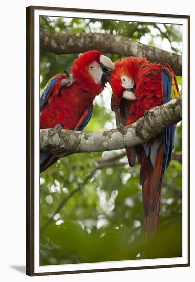 Scarlet Macaw (Ara Macao) Wild, Chiapas State, Mexico-Michel Benoy Westmorland-Framed Premium Photographic Print