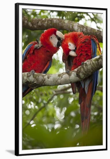 Scarlet Macaw (Ara Macao) Wild, Chiapas State, Mexico-Michel Benoy Westmorland-Framed Premium Photographic Print