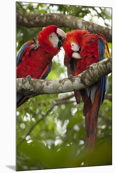 Scarlet Macaw (Ara Macao) Wild, Chiapas State, Mexico-Michel Benoy Westmorland-Mounted Premium Photographic Print