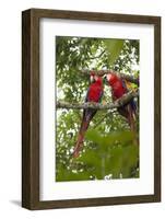 Scarlet Macaw (Ara Macao) Wild, Chiapas State, Mexico-Michel Benoy Westmorland-Framed Photographic Print