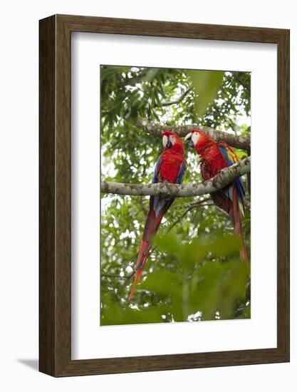 Scarlet Macaw (Ara Macao) Wild, Chiapas State, Mexico-Michel Benoy Westmorland-Framed Photographic Print