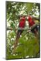 Scarlet Macaw (Ara Macao) Wild, Chiapas State, Mexico-Michel Benoy Westmorland-Mounted Photographic Print