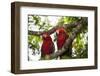 Scarlet Macaw (Ara Macao) Wild, Chiapas State, Mexico-Michel Benoy Westmorland-Framed Photographic Print