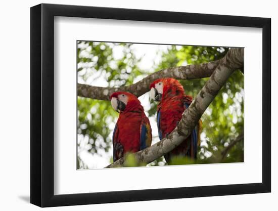 Scarlet Macaw (Ara Macao) Wild, Chiapas State, Mexico-Michel Benoy Westmorland-Framed Photographic Print