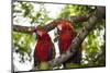 Scarlet Macaw (Ara Macao) Wild, Chiapas State, Mexico-Michel Benoy Westmorland-Mounted Photographic Print