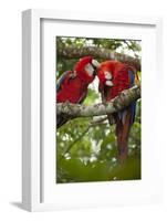 Scarlet Macaw (Ara Macao) Wild, Chiapas State, Mexico-Michel Benoy Westmorland-Framed Photographic Print