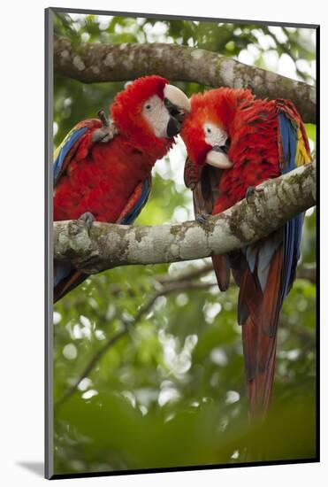 Scarlet Macaw (Ara Macao) Wild, Chiapas State, Mexico-Michel Benoy Westmorland-Mounted Photographic Print