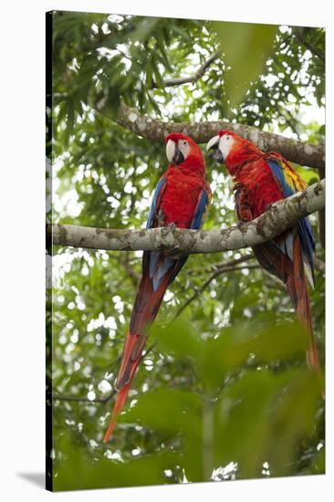 Scarlet Macaw (Ara Macao) Wild, Chiapas State, Mexico-Michel Benoy Westmorland-Stretched Canvas