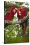 Scarlet Macaw (Ara Macao) Wild, Chiapas State, Mexico-Michel Benoy Westmorland-Stretched Canvas