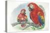 Scarlet Macaw Ara Macao with Chick-null-Stretched Canvas