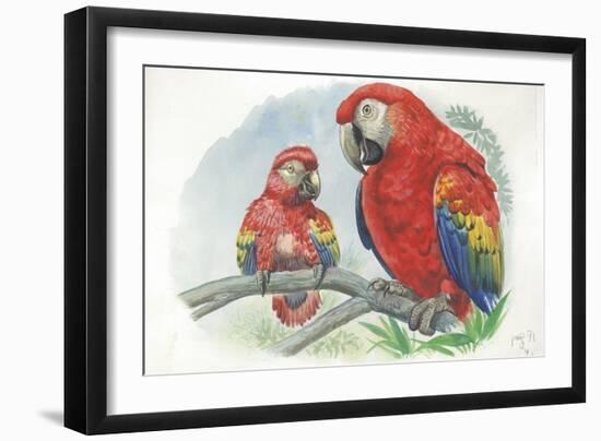 Scarlet Macaw Ara Macao with Chick-null-Framed Giclee Print