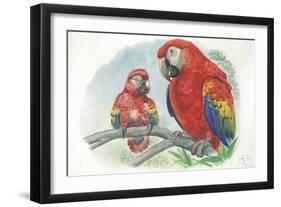 Scarlet Macaw Ara Macao with Chick-null-Framed Giclee Print