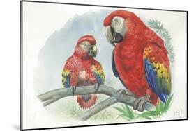 Scarlet Macaw Ara Macao with Chick-null-Mounted Giclee Print
