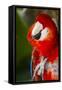 Scarlet Macaw (Ara Macao)-Lynn M^ Stone-Framed Stretched Canvas