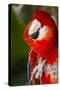 Scarlet Macaw (Ara Macao)-Lynn M^ Stone-Stretched Canvas