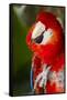 Scarlet Macaw (Ara Macao)-Lynn M^ Stone-Framed Stretched Canvas