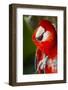 Scarlet Macaw (Ara Macao)-Lynn M^ Stone-Framed Photographic Print