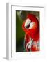 Scarlet Macaw (Ara Macao)-Lynn M^ Stone-Framed Photographic Print