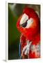 Scarlet Macaw (Ara Macao)-Lynn M^ Stone-Framed Photographic Print