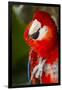 Scarlet Macaw (Ara Macao)-Lynn M^ Stone-Framed Photographic Print