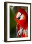 Scarlet Macaw (Ara Macao)-Lynn M^ Stone-Framed Photographic Print