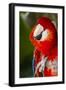 Scarlet Macaw (Ara Macao)-Lynn M^ Stone-Framed Photographic Print