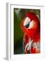 Scarlet Macaw (Ara Macao)-Lynn M^ Stone-Framed Photographic Print