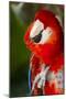 Scarlet Macaw (Ara Macao)-Lynn M^ Stone-Mounted Photographic Print
