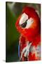 Scarlet Macaw (Ara Macao)-Lynn M^ Stone-Stretched Canvas
