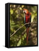 Scarlet Macaw, Cocaya River, Eastern Amazon Rain Forest, Peru-Pete Oxford-Framed Stretched Canvas