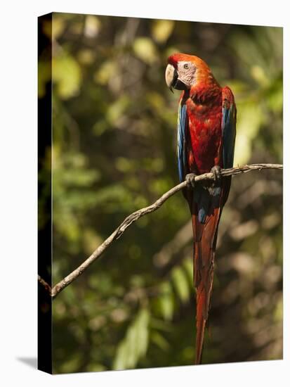 Scarlet Macaw, Cocaya River, Eastern Amazon Rain Forest, Peru-Pete Oxford-Stretched Canvas