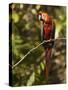 Scarlet Macaw, Cocaya River, Eastern Amazon Rain Forest, Peru-Pete Oxford-Stretched Canvas