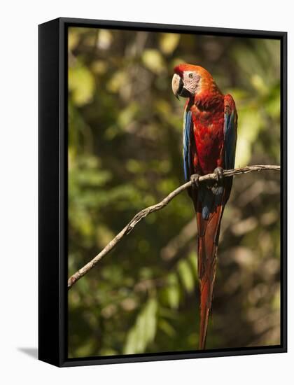 Scarlet Macaw, Cocaya River, Eastern Amazon Rain Forest, Peru-Pete Oxford-Framed Stretched Canvas