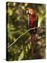 Scarlet Macaw, Cocaya River, Eastern Amazon Rain Forest, Peru-Pete Oxford-Stretched Canvas