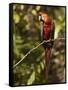 Scarlet Macaw, Cocaya River, Eastern Amazon Rain Forest, Peru-Pete Oxford-Framed Stretched Canvas