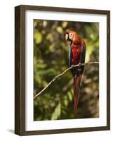 Scarlet Macaw, Cocaya River, Eastern Amazon Rain Forest, Peru-Pete Oxford-Framed Photographic Print