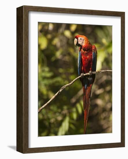 Scarlet Macaw, Cocaya River, Eastern Amazon Rain Forest, Peru-Pete Oxford-Framed Photographic Print