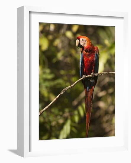 Scarlet Macaw, Cocaya River, Eastern Amazon Rain Forest, Peru-Pete Oxford-Framed Photographic Print