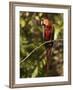 Scarlet Macaw, Cocaya River, Eastern Amazon Rain Forest, Peru-Pete Oxford-Framed Photographic Print