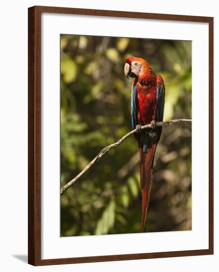 Scarlet Macaw, Cocaya River, Eastern Amazon Rain Forest, Peru-Pete Oxford-Framed Photographic Print