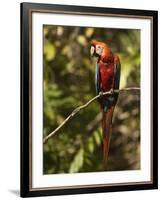 Scarlet Macaw, Cocaya River, Eastern Amazon Rain Forest, Peru-Pete Oxford-Framed Photographic Print