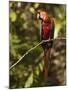 Scarlet Macaw, Cocaya River, Eastern Amazon Rain Forest, Peru-Pete Oxford-Mounted Photographic Print